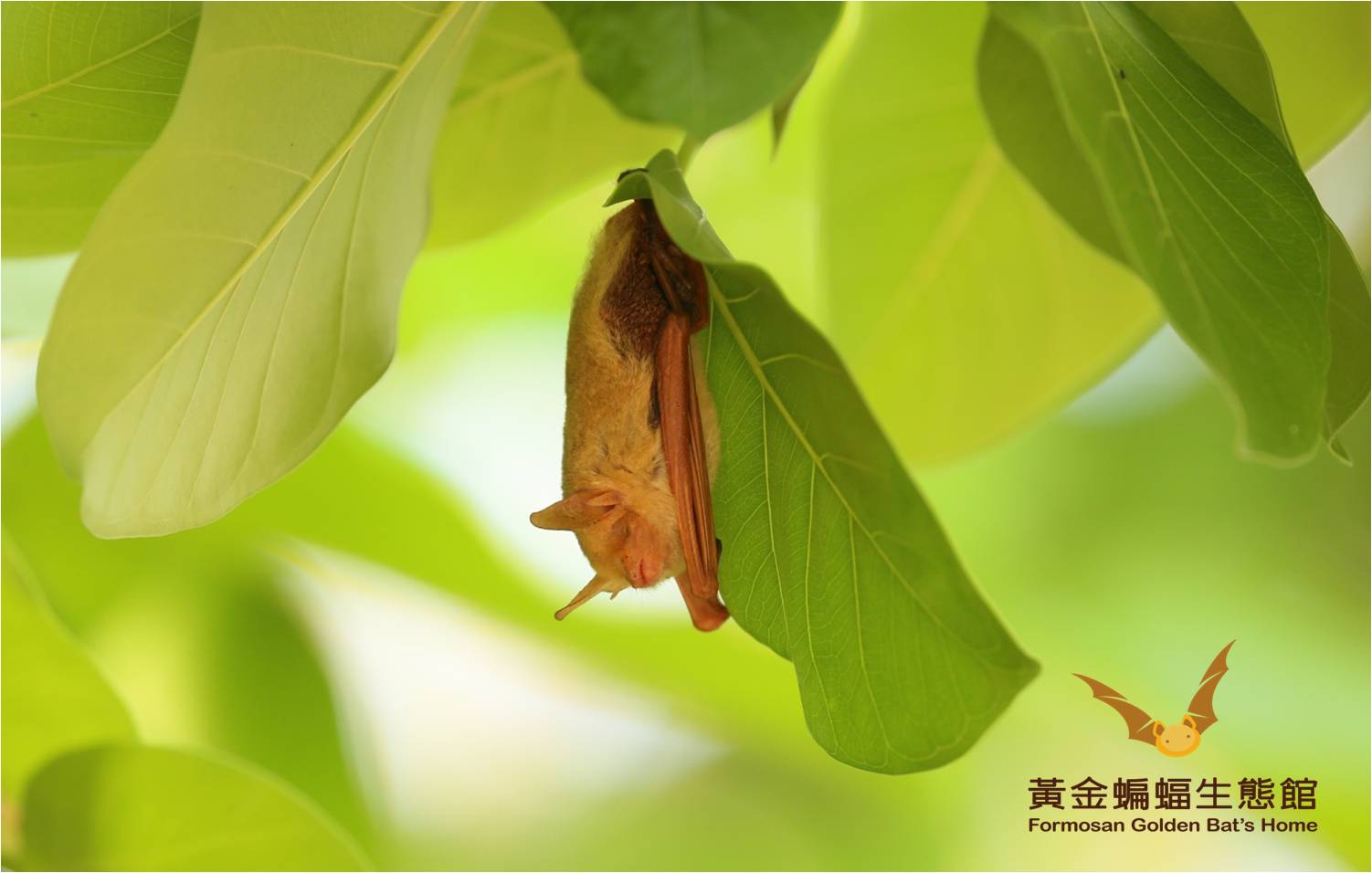 獨棲在孟加拉榕的金黃鼠耳蝠