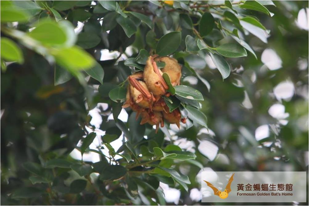 棲息在榕樹葉叢的金黃鼠耳蝠