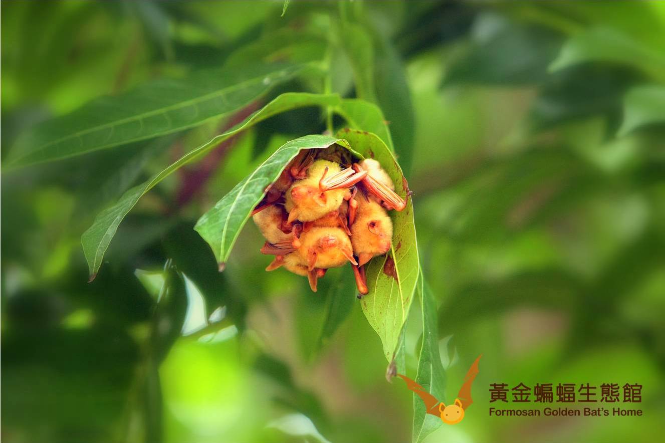 棲息在桃花心木的繁殖育幼群