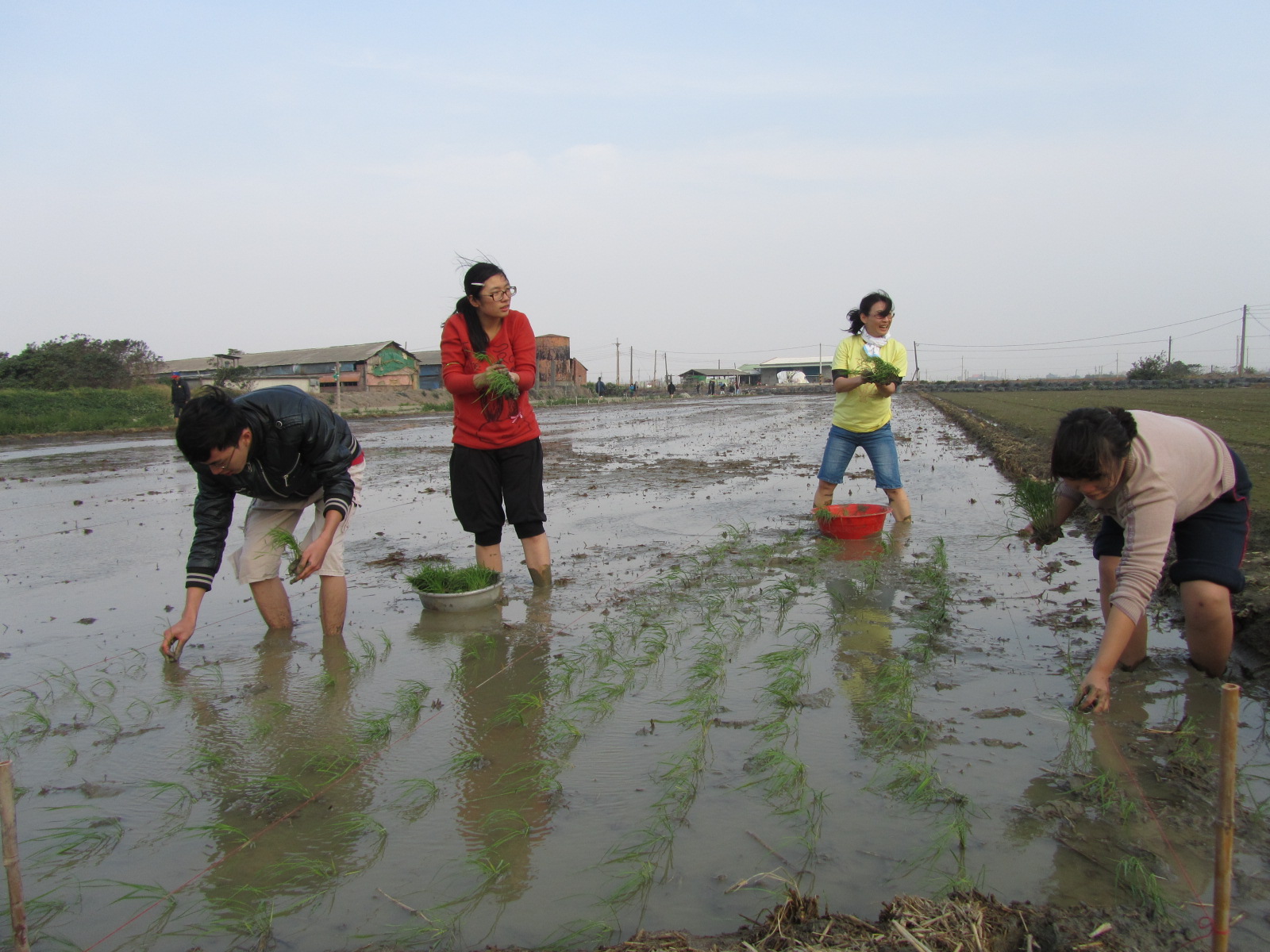 與蝙蝠館合作的水林秀明自然農法余國信田間不使用農藥