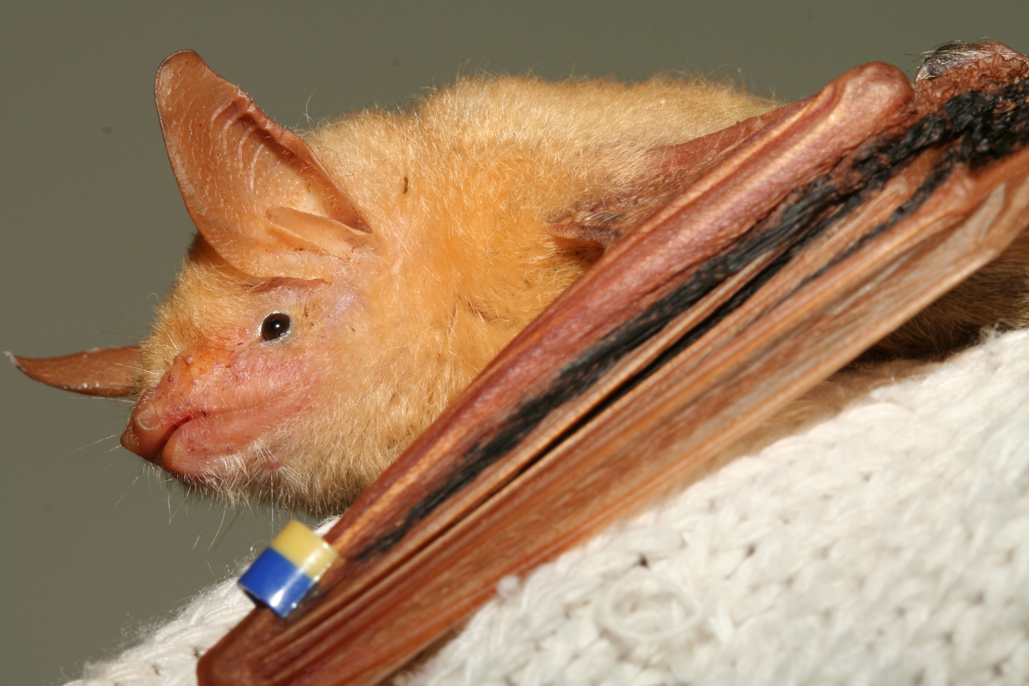 Myotis formosus 4.jpg