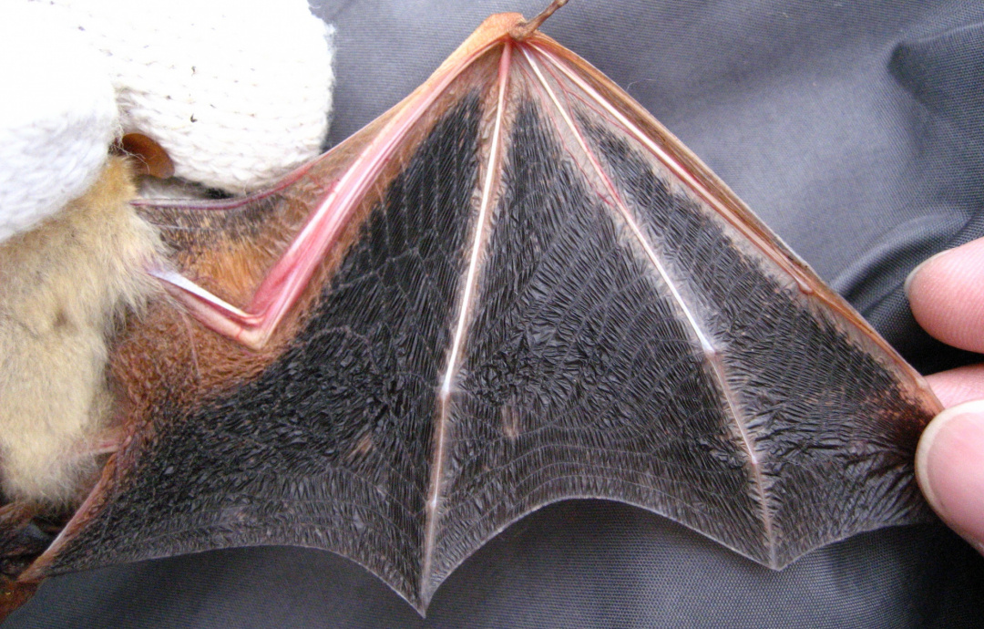 Myotis formosus flavus | Formosan Golden Bat's Home