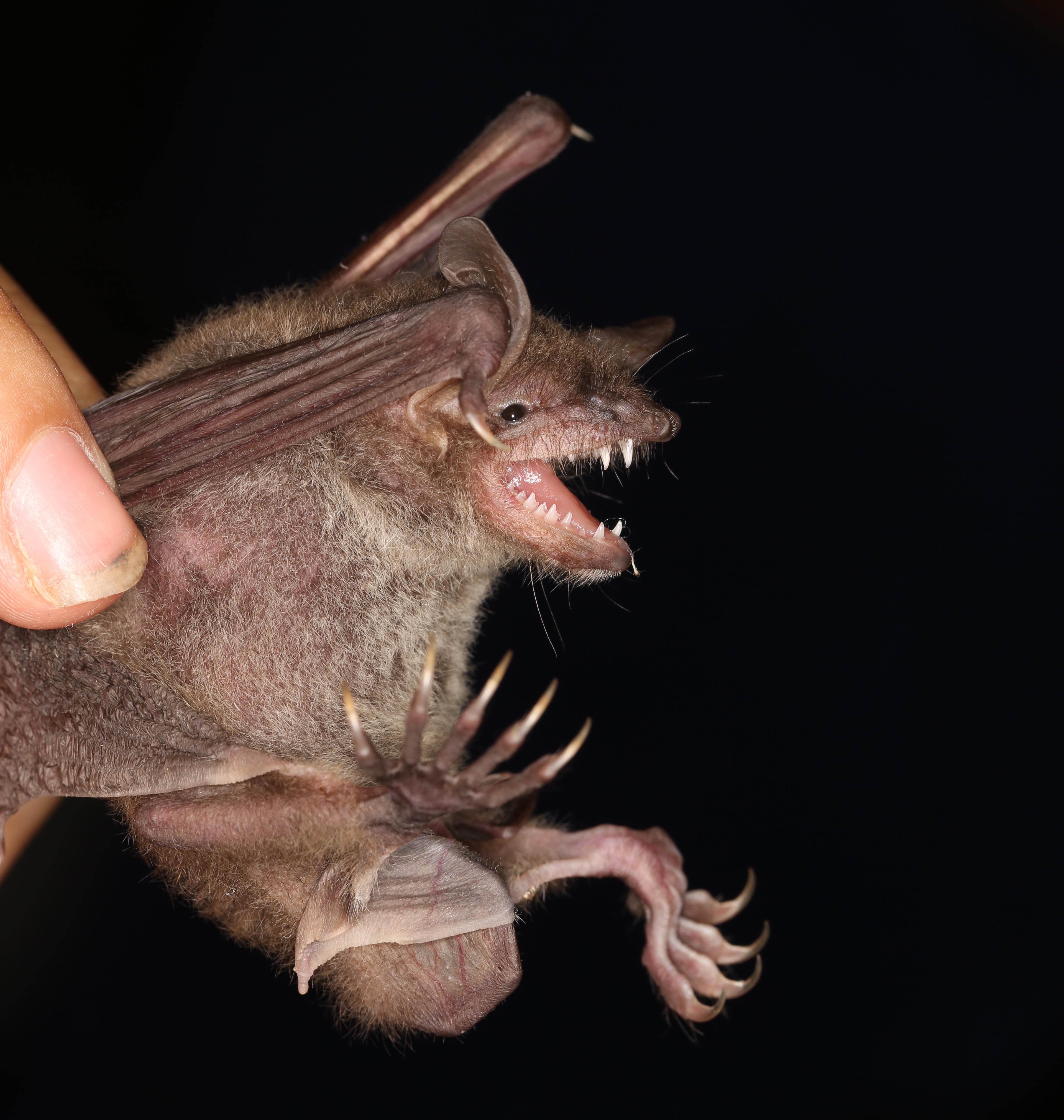 Myotis pilosus (by Heng-Chia Chang)