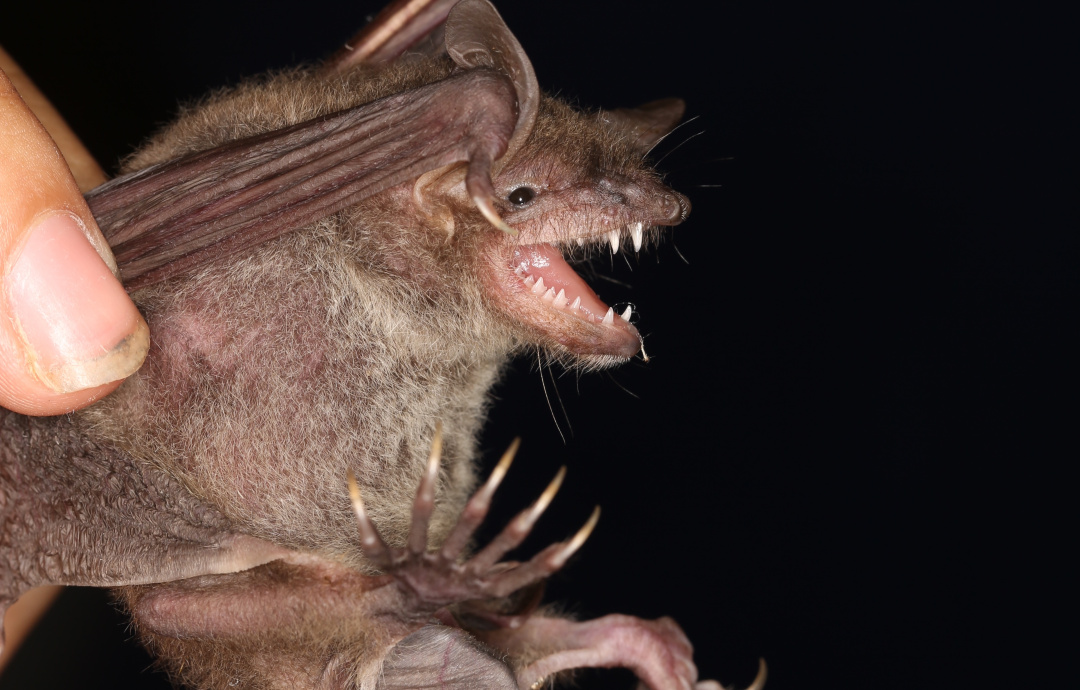 Taiwan's bats | Formosan Golden Bat's Home