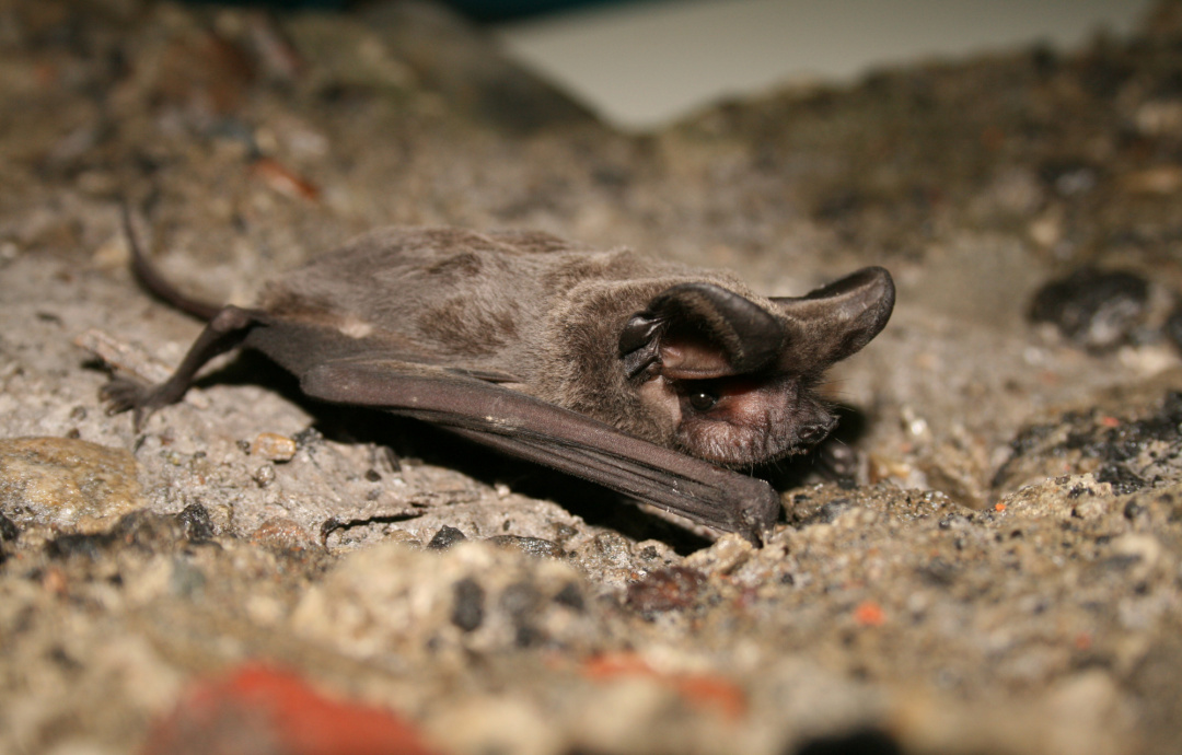 Taiwan's bats | Formosan Golden Bat's Home