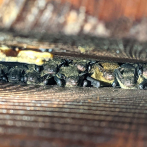 雙層DIY款蝙蝠屋嬌客-堀川氏棕蝠育幼群(張恒嘉攝) CC BY-NC-ND