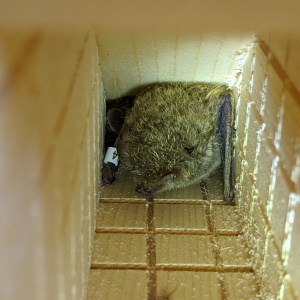 四隔間可掀門款蝙蝠屋嬌客-姬管鼻蝠(張恒嘉攝) CC BY-NC-ND