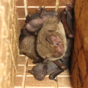 四隔間可掀門款蝙蝠屋嬌客-東亞家蝠育幼群(張恒嘉攝) CC BY-NC-ND