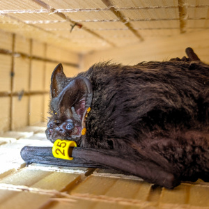 四隔間可掀門款蝙蝠屋嬌客-東方寬耳蝠(張恒嘉攝) CC BY-NC-ND