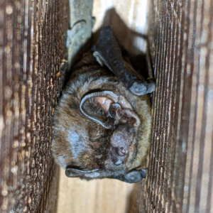 雙層DIY款蝙蝠屋嬌客-絨山蝠(張恒嘉攝) CC BY-NC-ND