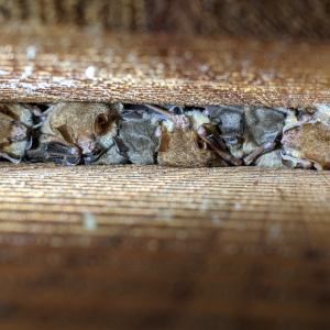 雙層DIY款蝙蝠屋嬌客-隱姬管鼻蝠育幼群(張恒嘉攝) CC BY-NC-ND