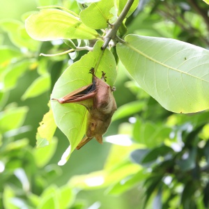 出生第1週的無毛幼蝠會躲在母蝠腹部讓母蝠身體異常隆起