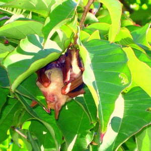 出生第2週體型乾扁吸奶中的幼蝠(張恒嘉攝)