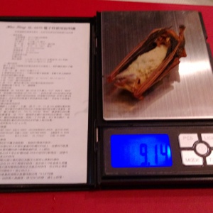 3月剛遷徙到平地的金黃鼠耳蝠體重顯著較輕(張恒嘉攝)