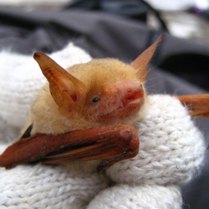 2金黃鼠耳蝠耳珠細長形(張恒嘉攝)