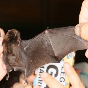 2016年黃金蝙蝠營-蝙蝠捕捉標放課程