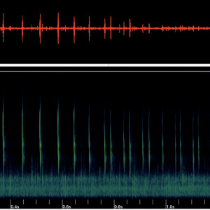 學員自行利用手機在奧萬大錄製到的鼠耳蝠聲音