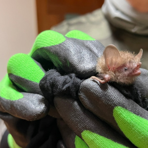 在奧萬大捕捉到的台灣管鼻蝠