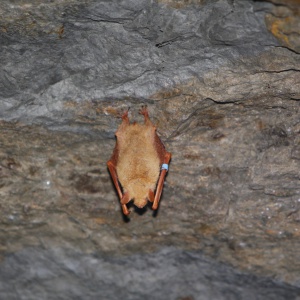 上標的金黃鼠耳蝠雄蝠正在冬眠(張恒嘉攝)