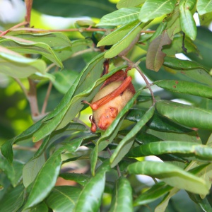 懷孕末期的金黃鼠耳蝠腹部腫脹似快破的氣球一般