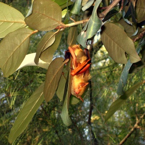 約莫4周大的幼蝠正在努力吸奶(張恒嘉攝)