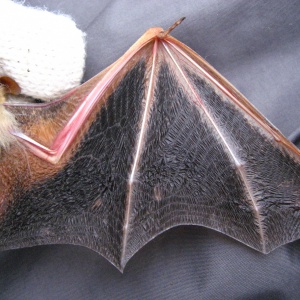 4金黃鼠耳蝠翼膜雙色, 大拇指突出翼膜外(張恒嘉攝)