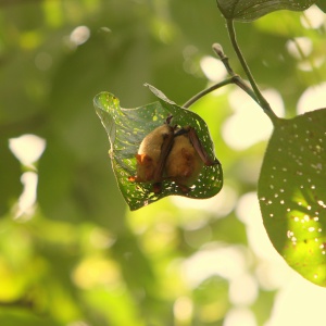 新生的金黃鼠耳蝠1個半月大時已跟成蝠體型差不多(張恒嘉攝))