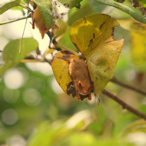8金黃鼠耳蝠是典型的樹棲蝙蝠(張恒嘉攝)