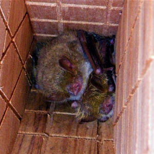 四隔間可掀門款蝙蝠屋嬌客-右為金芒管鼻蝠(陳家鴻攝) CC BY-NC-ND