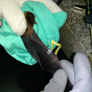 蝙蝠的形質測量