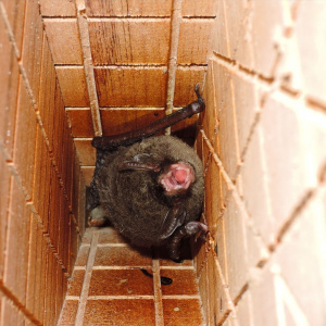 四隔間可掀門款蝙蝠屋嬌客-長尾鼠耳蝠(陳家鴻攝) CC BY-NC-ND